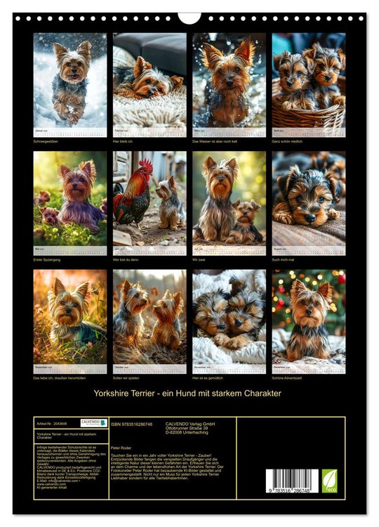 Produktbild: Yorkshire Terrier - ein Hund mit starkem Charakter (Wandkalender 2026 DIN A3 hoch), CALVENDO Monatskalender