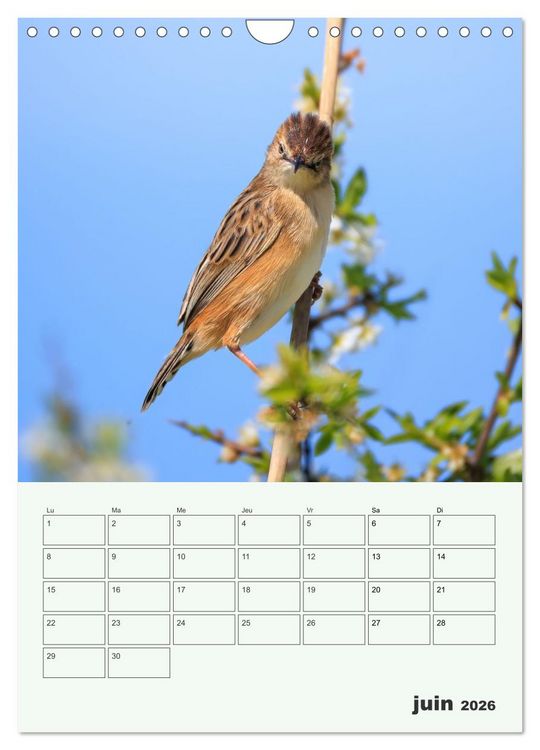 Produktbild: Le monde intime des oiseaux (Calendrier mural 2026 DIN A4 horizontal), CALVENDO calendrier mensuel