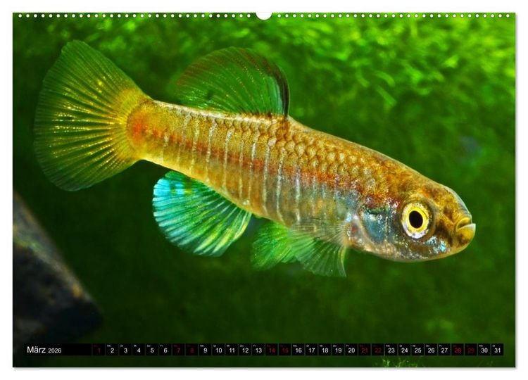 Produktbild: Outdoor-Aquaristik (hochwertiger Premium Wandkalender 2026 DIN A2 quer), Kunstdruck in Hochglanz