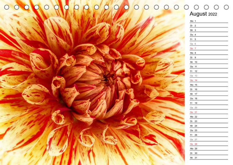 Produktbild: Bl&uuml;hende Dahlien (Tischkalender 2022 DIN A5 quer)