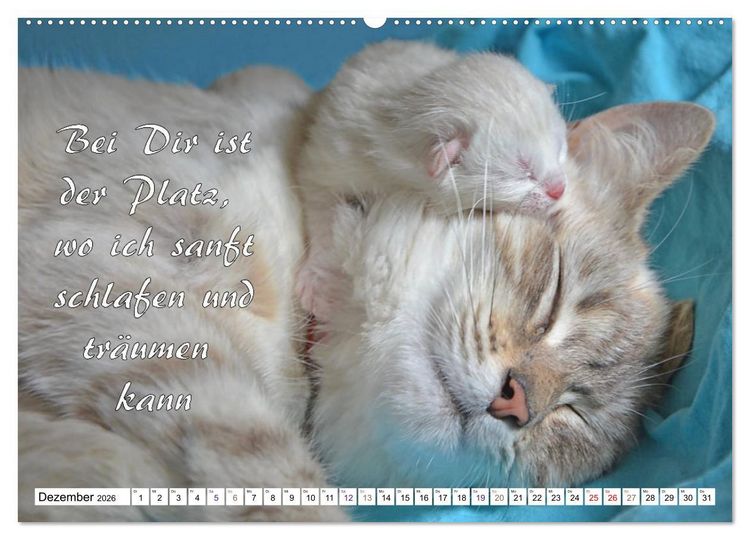 Produktbild: Tierbabies - Spruchkalender (Wandkalender 2026 DIN A2 quer), CALVENDO Monatskalender