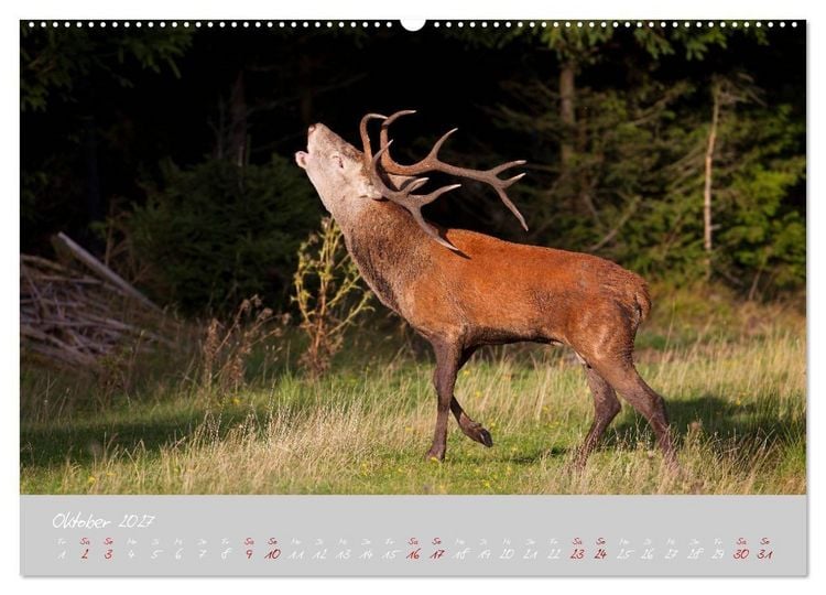 Produktbild: Th&uuml;ringer Wald Das Gr&uuml;ne Herz Deutschlands (hochwertiger Premium Wandkalender 2027 DIN A2 quer), Kunstdruck in Hochglanz