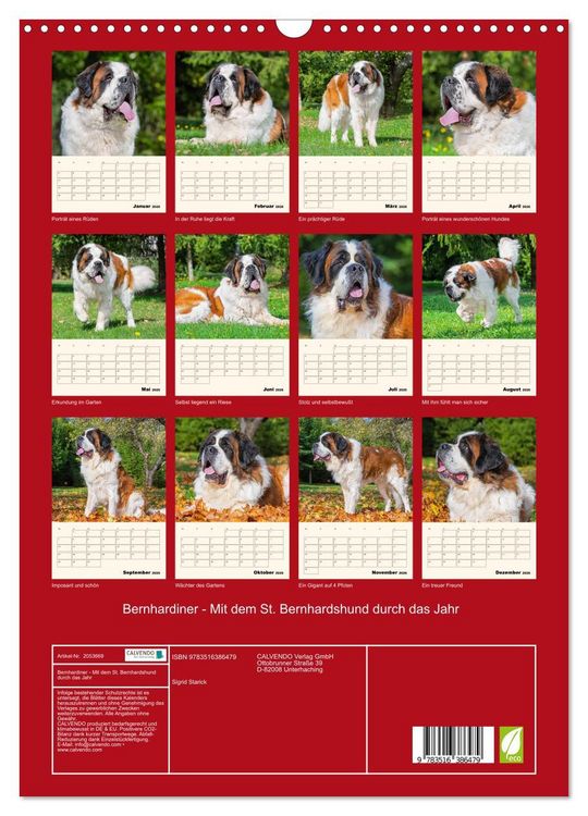 Produktbild: Bernhardiner - Mit dem St. Bernhardshund durch das Jahr (Wandkalender 2026 DIN A3 hoch), CALVENDO Monatskalender