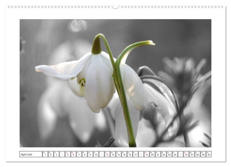 Produktbild: Natur schwarz - wei&szlig; Malerei (hochwertiger Premium Wandkalender 2026 DIN A2 quer), Kunstdruck in Hochglanz