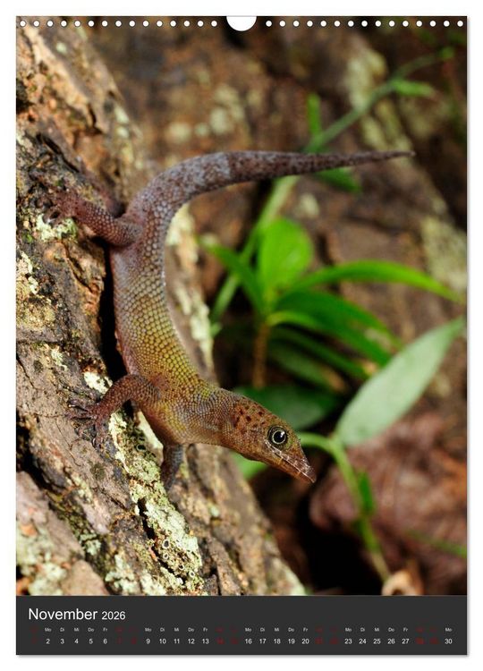 Produktbild: GECKOS (Wandkalender 2026 DIN A3 hoch), CALVENDO Monatskalender