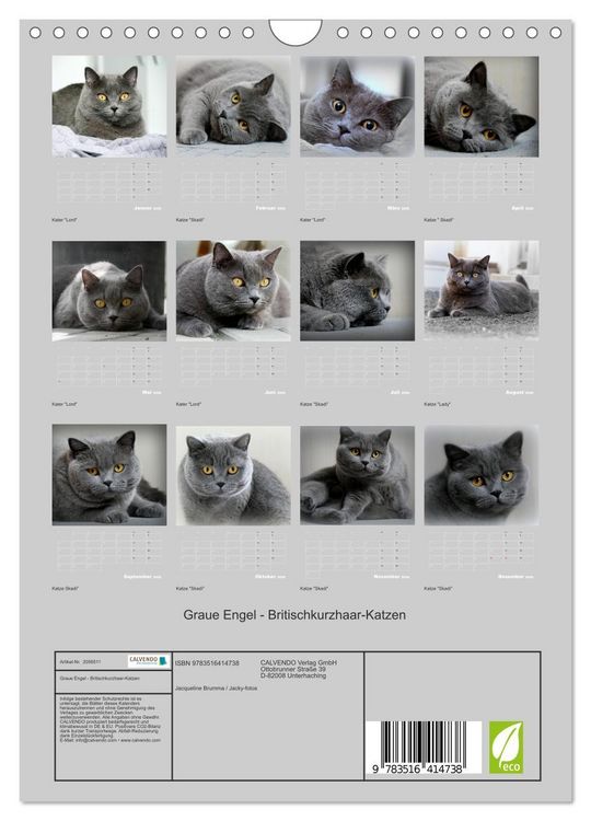 Produktbild: Graue Engel - Britischkurzhaar-Katzen (Wandkalender 2026 DIN A4 hoch), CALVENDO Monatskalender