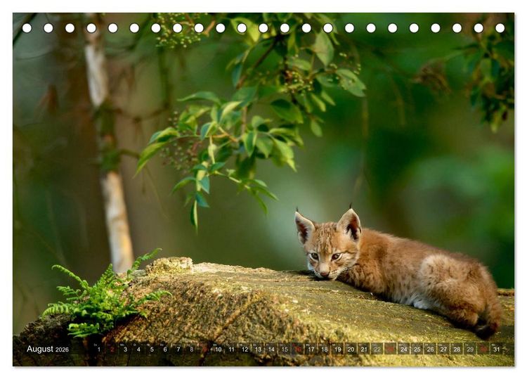 Produktbild: Der Luchs - Dem Pinselohr auf der Spur (Tischkalender 2026 DIN A5 quer), CALVENDO Monatskalender
