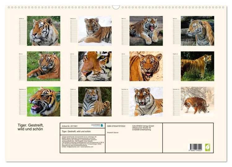 Produktbild: Tiger. Gestreift, wild und sch&ouml;n (Wandkalender 2026 DIN A2 quer), CALVENDO Monatskalender