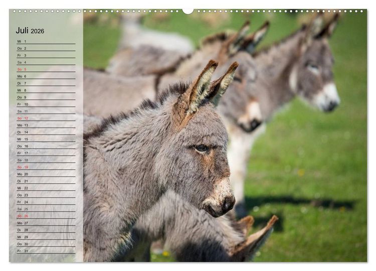 Produktbild: Esel. H&uuml;bsch, klug und flei&szlig;ig (hochwertiger Premium Wandkalender 2026 DIN A2 quer), Kunstdruck in Hochglanz