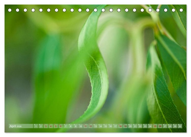 Produktbild: GR&Uuml;N Harmonie Wachstum Zufriedenheit (Tischkalender 2026 DIN A5 quer), CALVENDO Monatskalender
