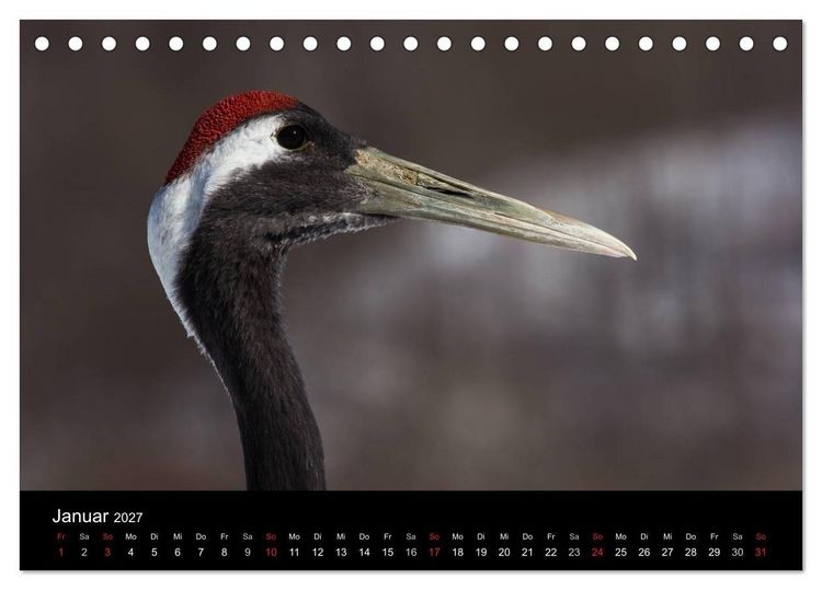 Produktbild: Mandschurenkraniche (Tischkalender 2027 DIN A5 quer), CALVENDO Monatskalender