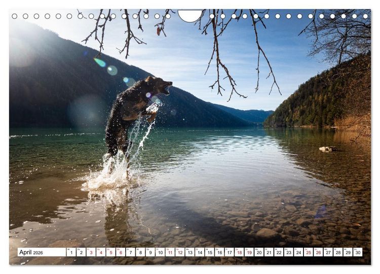 Produktbild: Ein Hundejahr in Bildern (Wandkalender 2026 DIN A4 quer), CALVENDO Monatskalender