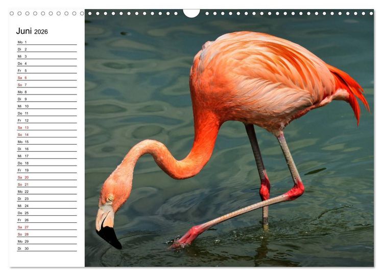 Produktbild: Elegante Flamingo (Wandkalender 2026 DIN A3 quer), CALVENDO Monatskalender