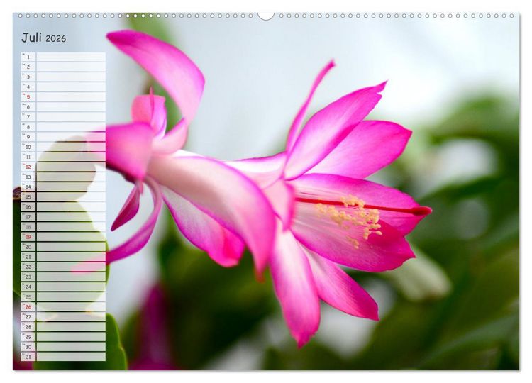 Produktbild: Die sch&ouml;nsten Zimmerpflanzen. Pflegeleicht, dekorativ und wohltuend (hochwertiger Premium Wandkalender 2026 DIN A2 quer), Kunstdruck in Hochglanz