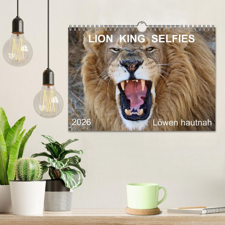 Produktbild: LION KING SELFIES L&ouml;wen hautnah (Wandkalender 2026 DIN A4 quer), CALVENDO Monatskalender