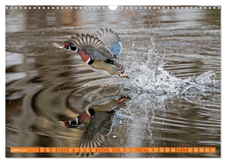 Produktbild: Magnifiques Emplum&eacute;s (Calendrier mural 2026 DIN A3 vertical), CALVENDO calendrier mensuel