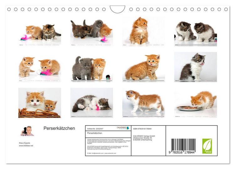 Produktbild: Perserk&auml;tzchen (Wandkalender 2026 DIN A4 quer), CALVENDO Monatskalender