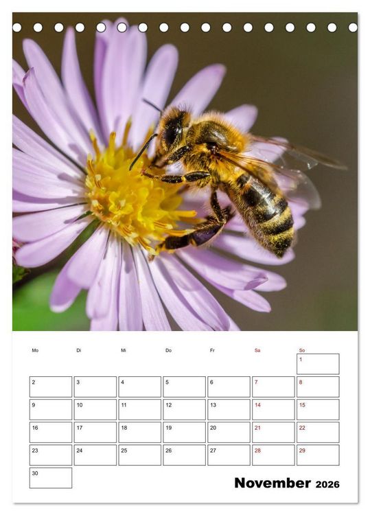 Produktbild: Hummeln und Bienen Terminplaner (Tischkalender 2026 DIN A5 hoch), CALVENDO Monatskalender