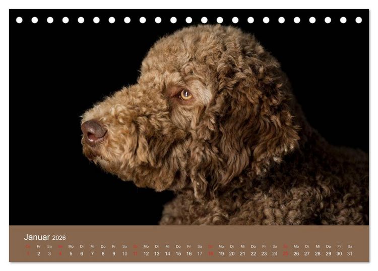 Produktbild: Pudel (Tischkalender 2026 DIN A5 quer), CALVENDO Monatskalender