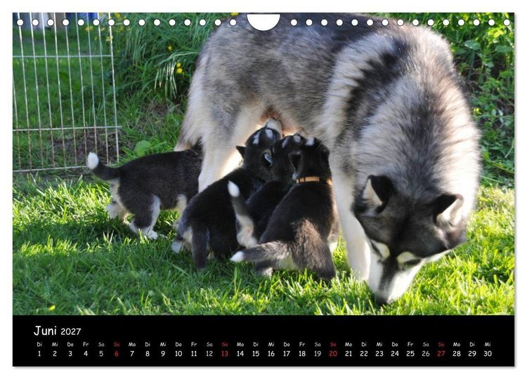 Produktbild: Huskys - Traumhunde (Wandkalender 2027 DIN A4 quer), CALVENDO Monatskalender