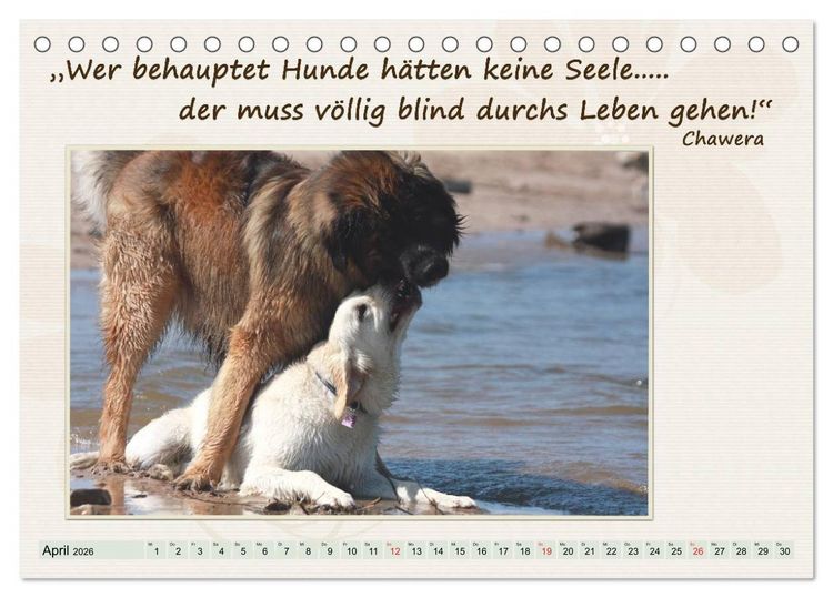 Produktbild: Mit Hundezitaten gut durchs Jahr (Tischkalender 2026 DIN A5 quer), CALVENDO Monatskalender