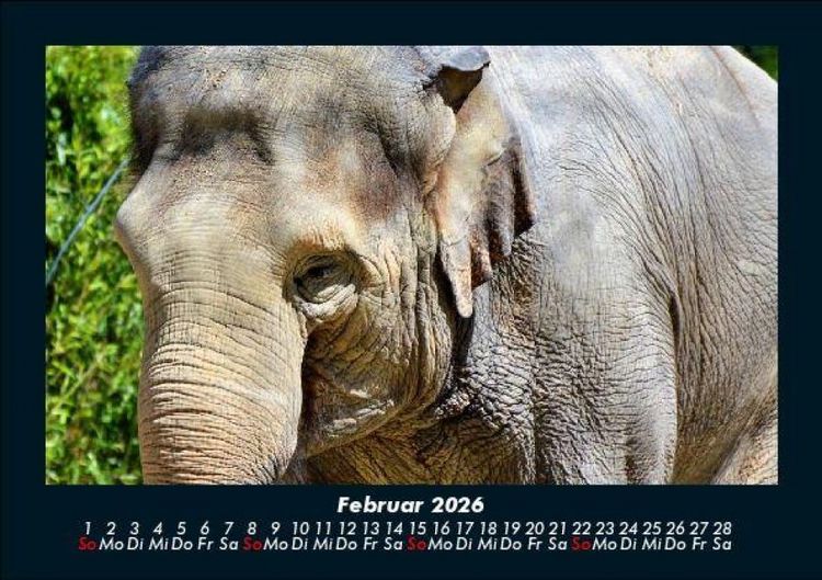 Produktbild: Der Elefantenkalender 2026 Fotokalender DIN A5