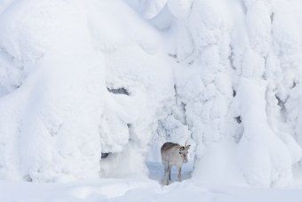 Produktbild: Ailos Reise (Pr&auml;dikat: Wertvoll)