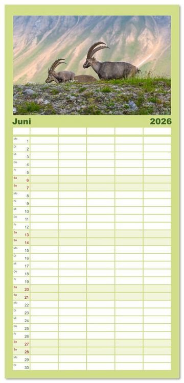 Produktbild: Familienplaner 2026 - Bergk&ouml;nige - Steinb&ouml;cke im Blickpunkt der Naturfotografie mit 5 Spalten (Wandkalender, 21 x 45 cm) CALVENDO