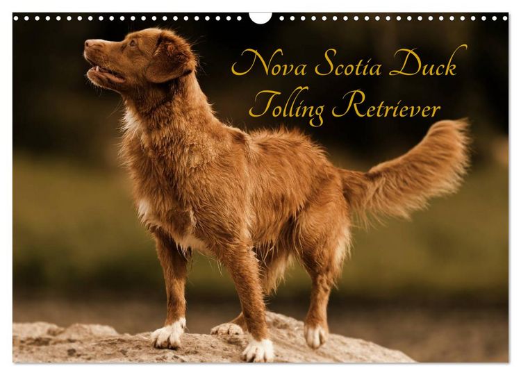 Produktbild: Nova Scotia Duck Tolling Retriever (Wandkalender 2026 DIN A3 quer), CALVENDO Monatskalender