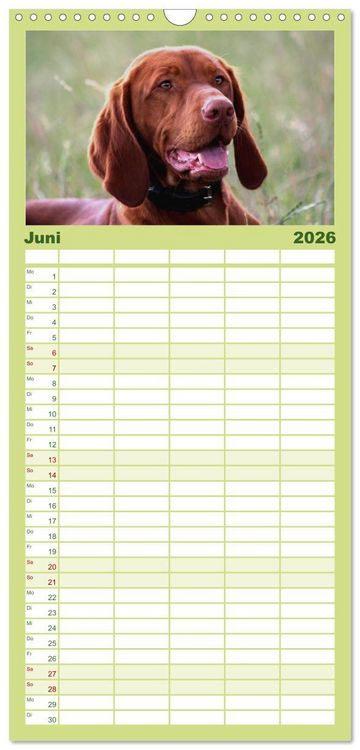Produktbild: Familienplaner 2026 - Magyar Vizsla mit 5 Spalten (Wandkalender, 21 x 45 cm) CALVENDO