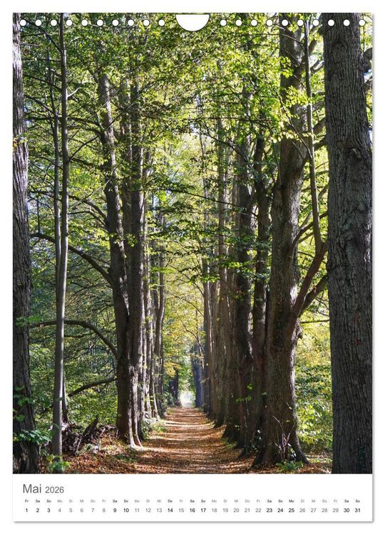 Produktbild: Wald - bezaubernde Landschaften (Wandkalender 2026 DIN A4 hoch), CALVENDO Monatskalender