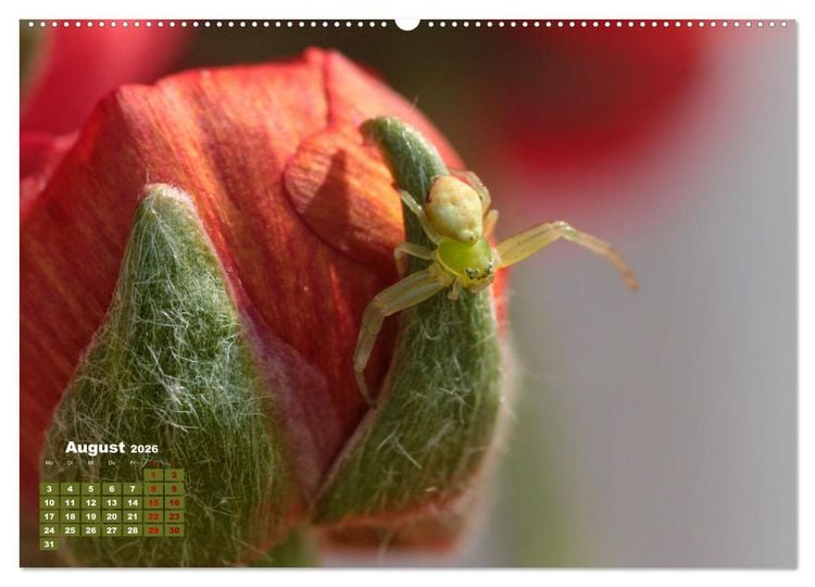Produktbild: Klein aber oho. Die bunte Welt der Insekten (hochwertiger Premium Wandkalender 2026 DIN A2 quer), Kunstdruck in Hochglanz