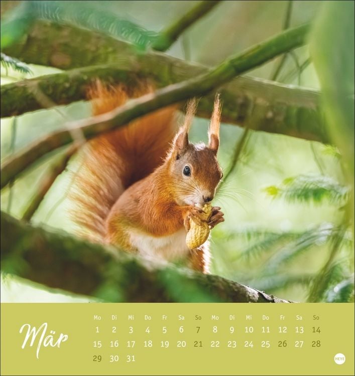Produktbild: Eichh&ouml;rnchen Postkartenkalender 2027