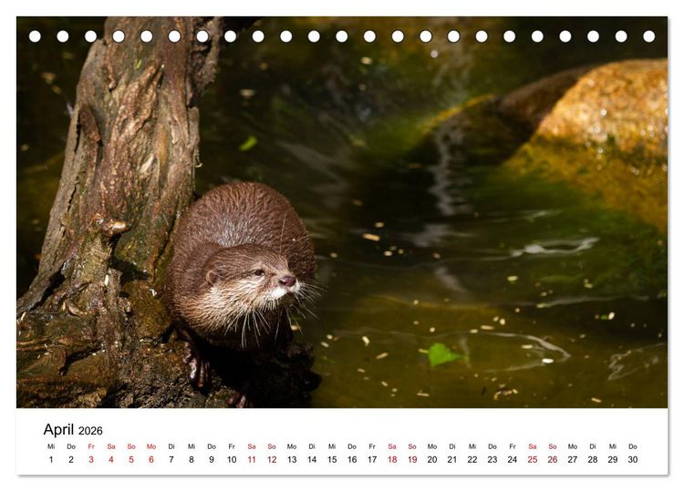 Produktbild: Otter - J&auml;ger an Fl&uuml;ssen und Seen (Tischkalender 2026 DIN A5 quer), CALVENDO Monatskalender