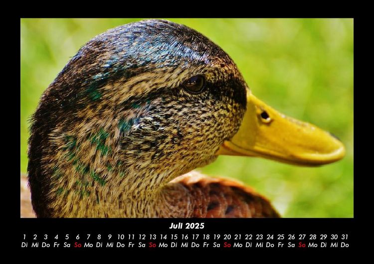 Produktbild: Enten 2025 Fotokalender DIN A3