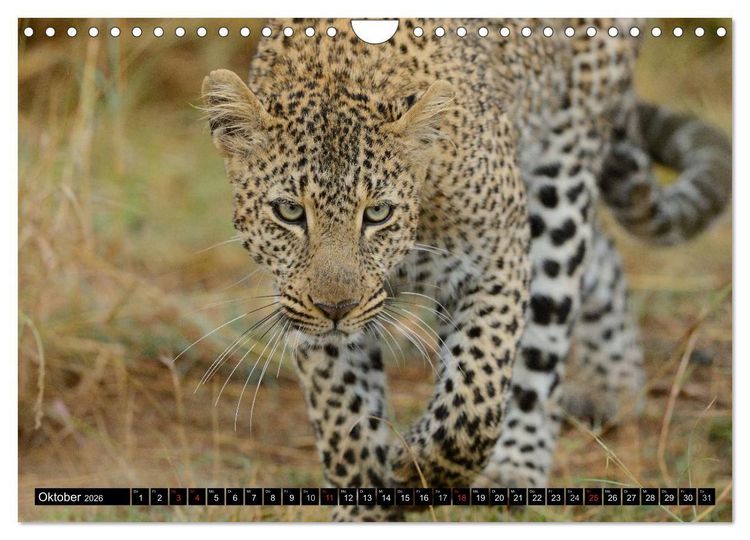 Produktbild: Faszination Afrika: Der Leopard (Wandkalender 2026 DIN A4 quer), CALVENDO Monatskalender