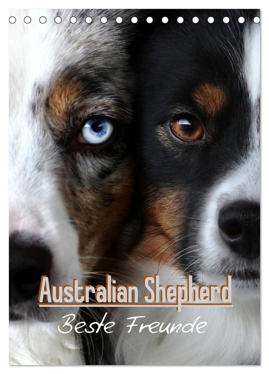 Produktbild: Australian Shepherd - Beste Freunde (Tischkalender 2026 DIN A5 hoch), CALVENDO Monatskalender