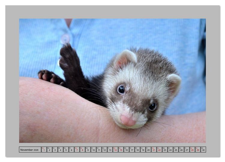 Produktbild: Frettchen - Freche Kobolde (Wandkalender 2026 DIN A3 quer), CALVENDO Monatskalender