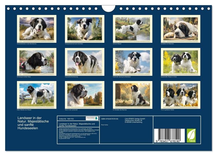 Produktbild: Landseer in der Natur. Majest&auml;tische und sanfte Hundeseelen (Wandkalender 2026 DIN A4 quer), CALVENDO Monatskalender