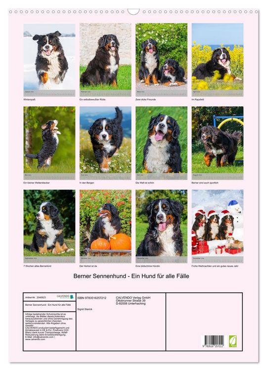 Produktbild: Berner Sennenhund - Ein Hund f&uuml;r alle F&auml;lle (Wandkalender 2026 DIN A2 hoch), CALVENDO Monatskalender