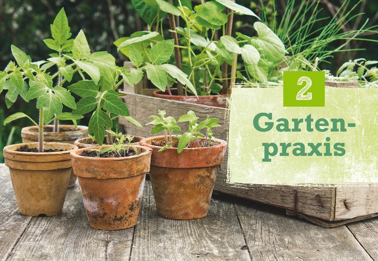 Produktbild: Obst & Gem&uuml;se selbst anbauen