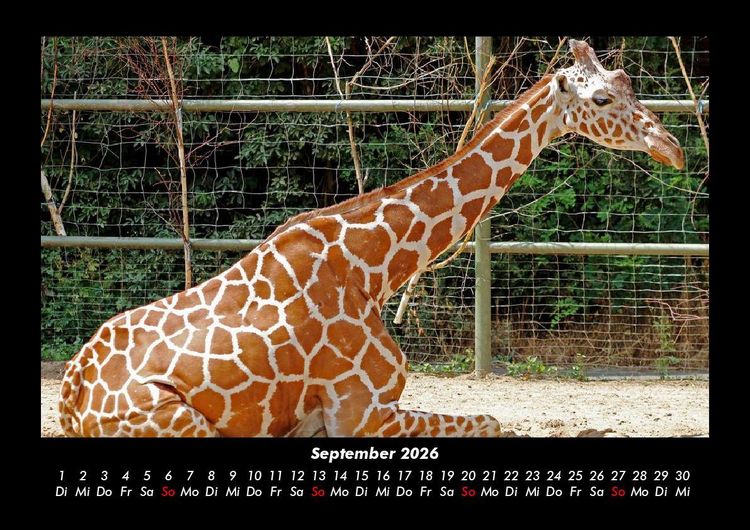 Produktbild: Giraffen 2026 Fotokalender DIN A3