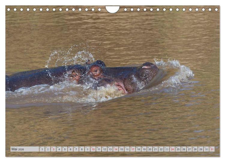 Produktbild: Emotionale Momente. Happy Hippo / CH-Version (Wandkalender 2026 DIN A4 quer), CALVENDO Monatskalender
