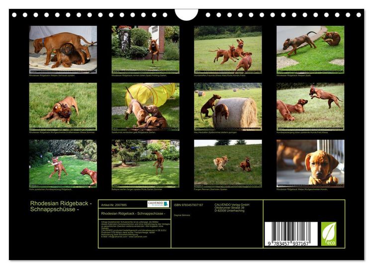 Produktbild: Rhodesian Ridgeback - Schnappsch&uuml;sse - (Wandkalender 2026 DIN A4 quer), CALVENDO Monatskalender