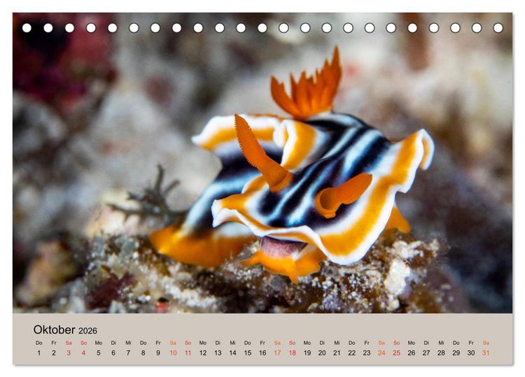 Produktbild: Meerestiere unter der Lupe - Unterwasserkalender (Tischkalender 2026 DIN A5 quer), CALVENDO Monatskalender