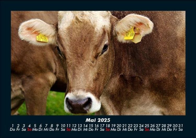 Produktbild: Kuhkalender 2025 Fotokalender DIN A5