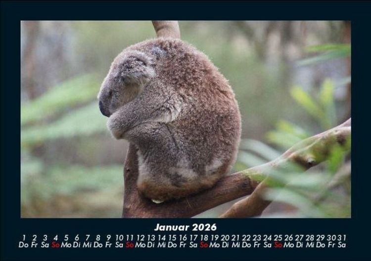 Produktbild: Koala 2026 Fotokalender DIN A5