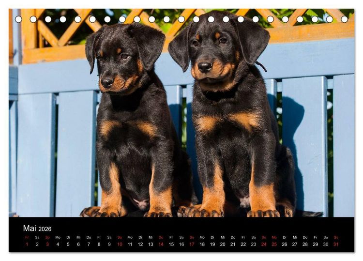 Produktbild: Welpen 2026 (Tischkalender 2026 DIN A5 quer), CALVENDO Monatskalender