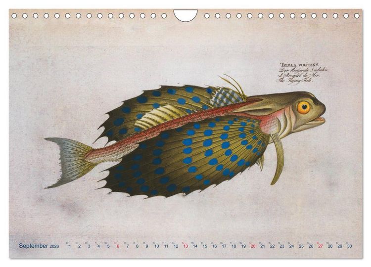 Produktbild: Antike Fischillustrationen nach Marcus Elieser Bloch (Wandkalender 2026 DIN A4 quer), CALVENDO Monatskalender