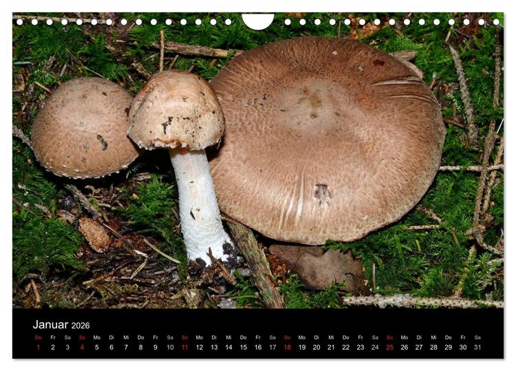 Produktbild: Pilze, Pilze (Wandkalender 2026 DIN A4 quer), CALVENDO Monatskalender